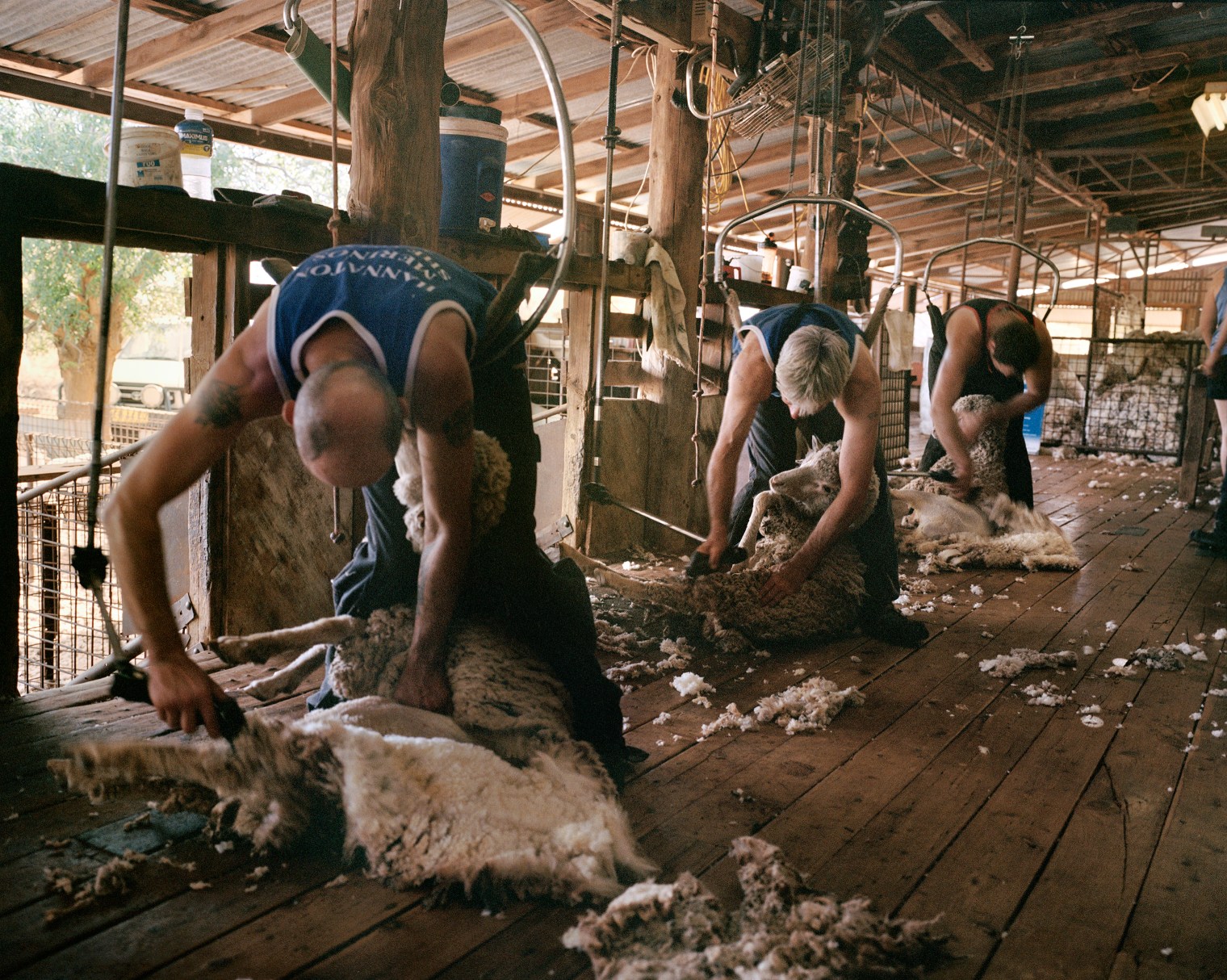 Contract shearers with sheep on Turn Turn Station, near Eulo, in Queensland in November. Compared to 2017, co-owner Sam Todd says, wool production reduced by 30% because of the drought.