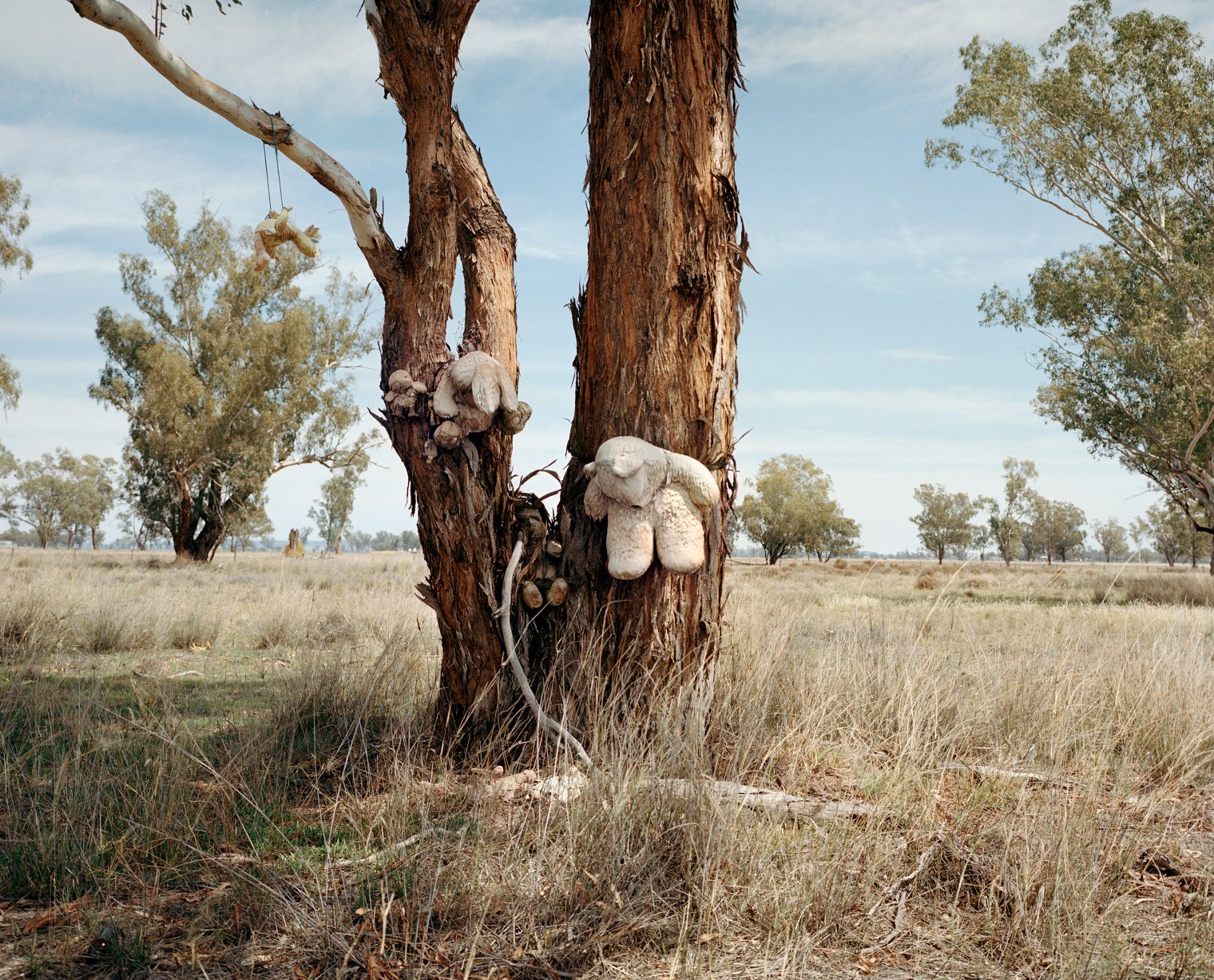 Stuffed animal toys are attached to a tree on the roadside of the Kamilaroi Highway, north of Gunnedah in New South Wales, in November.