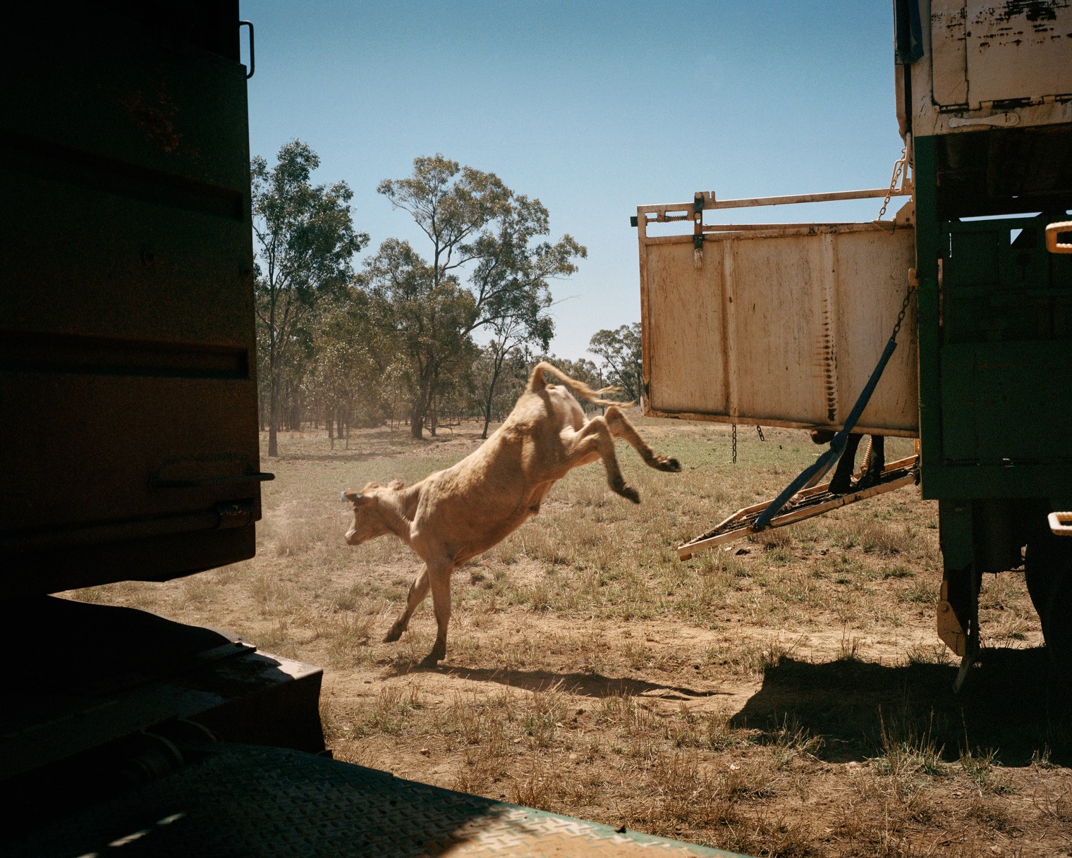 A cow jumps off a truck at Dulbydilla stock route in Queensland in November. Drover Billy Skinner receives cattle that have been trucked from a drought-affected area near Tambo and will be droved to an area with adequate feed.