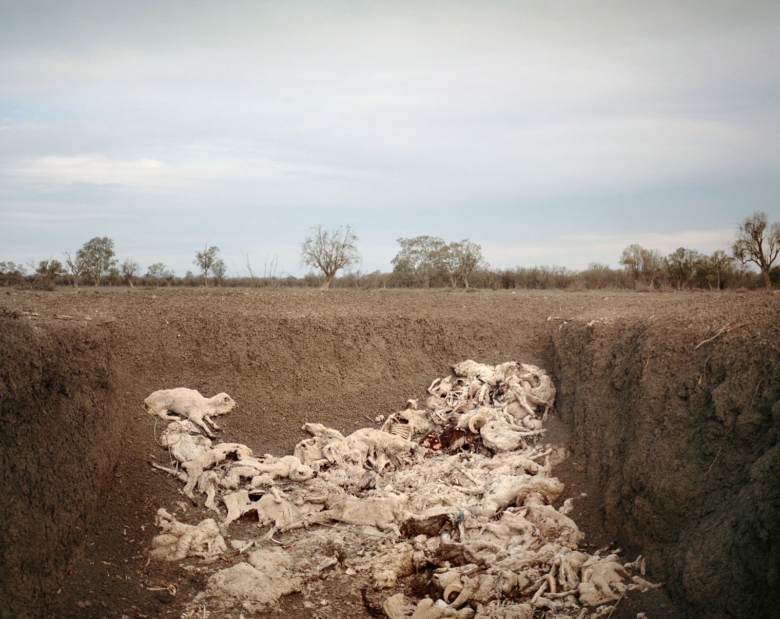 The carcasses of sheep dead from drought-related causes are deposited in a pit on Slack-Smith's farm near Pilliga in New South Wales in November.