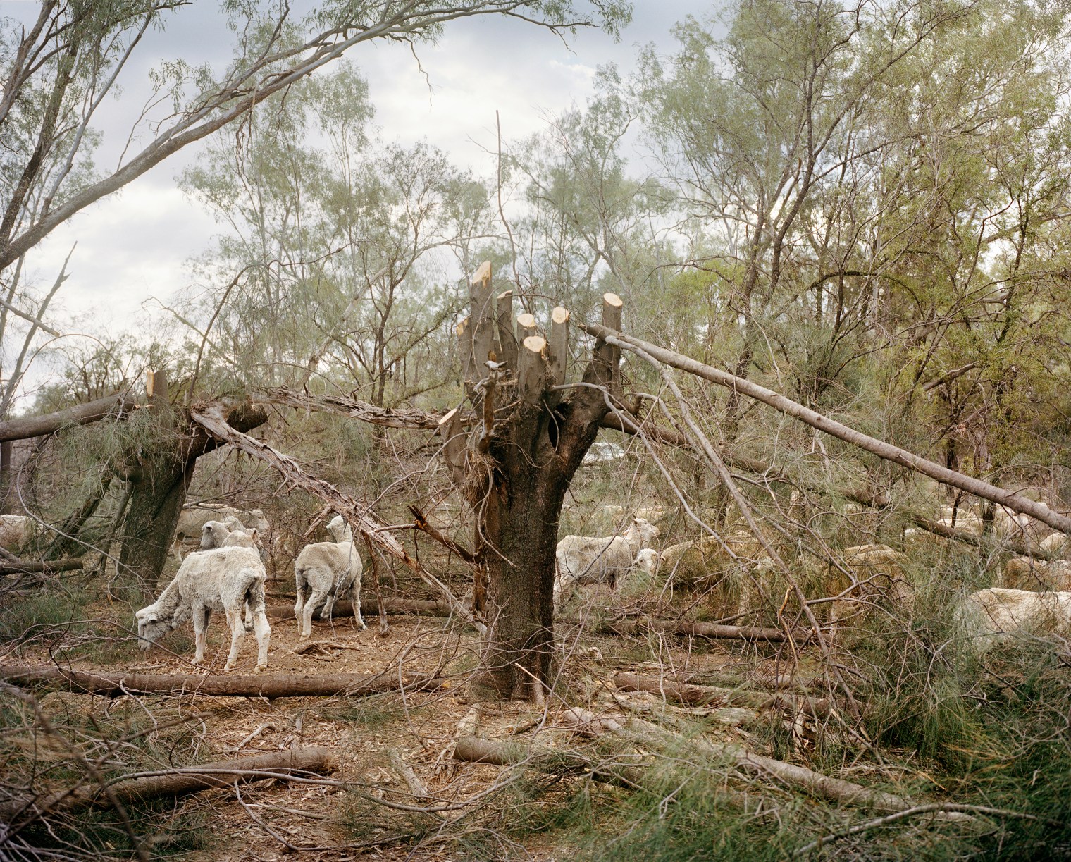 Sheep graze on branches cut by farmer David Cross on a farm near Hebel, along the New South Wales-Queensland border, in November. Cross chops the branches or whole trees several times a week, instead of buying costly feed.